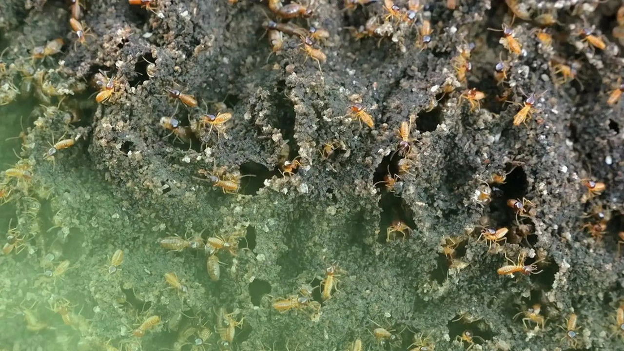 Drôle de nature — Gaz de Termites