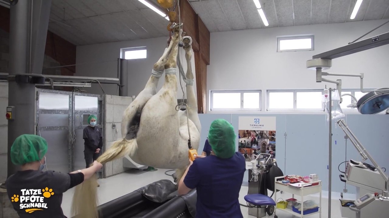 Tatze, Pfote, Schnabel - Season 2 Episode 9 : Episode 9