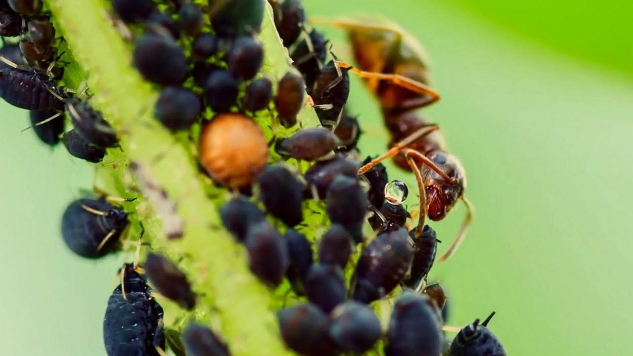 Drôle de nature — Éleveurs de Pucerons