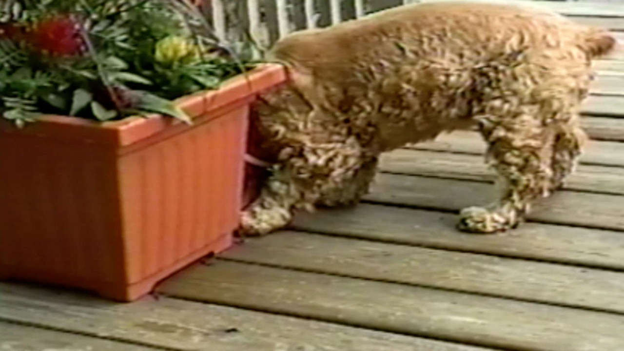 Funniest Pets & People — Épisode 12