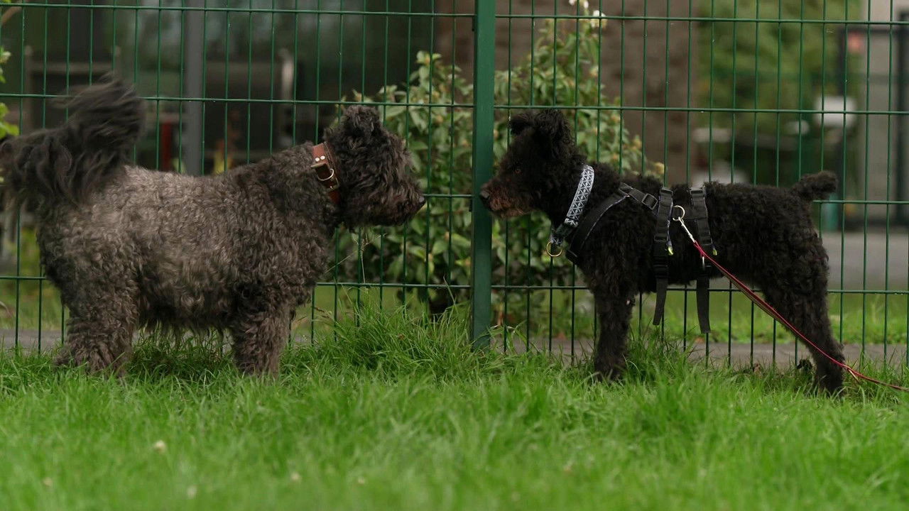 Die Unvermittelbaren - mit Martin Rütter — Épisode 5