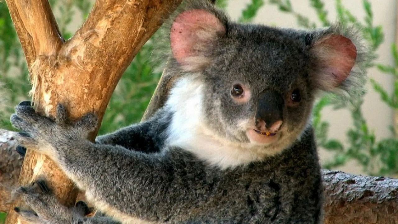 Drôle de nature — Empreintes de Koalas