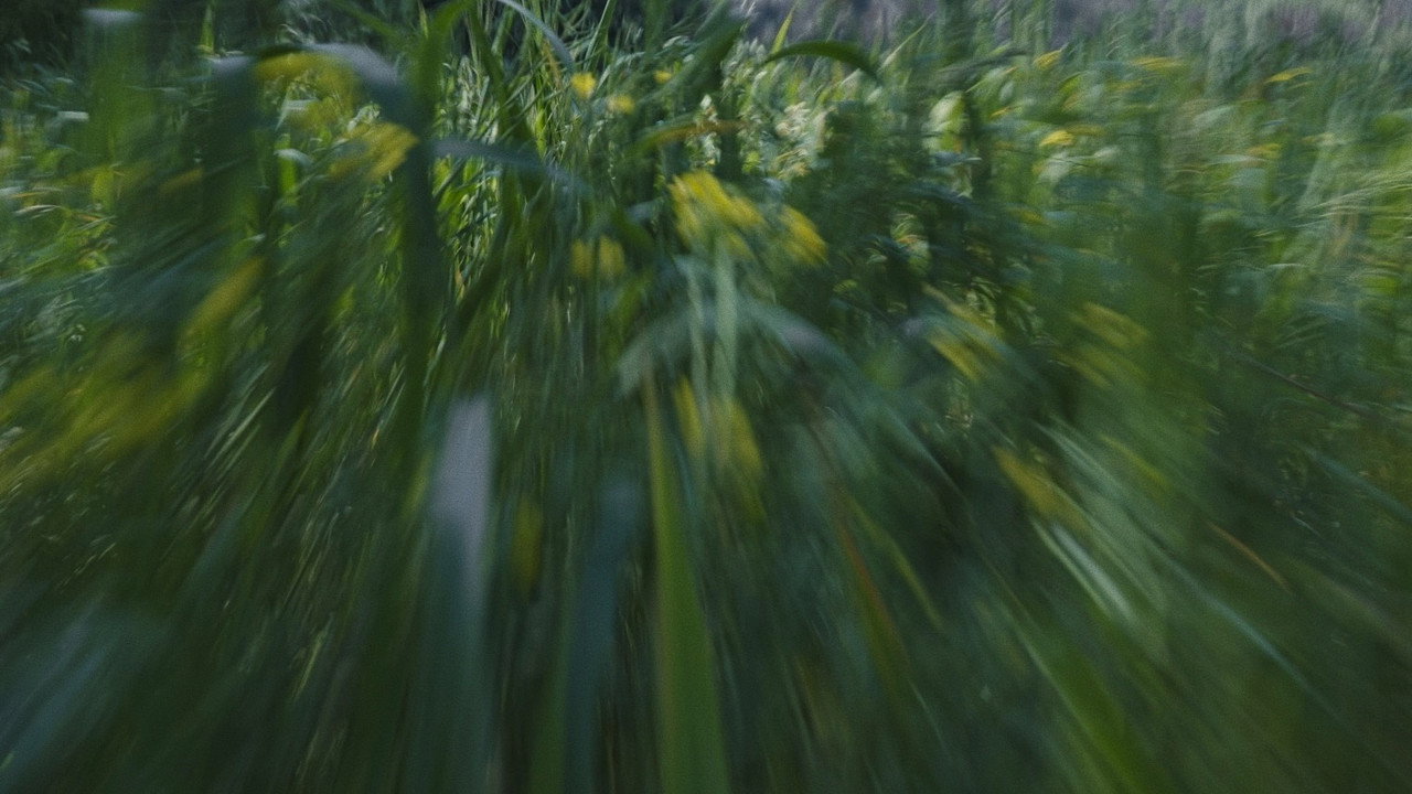Fondo