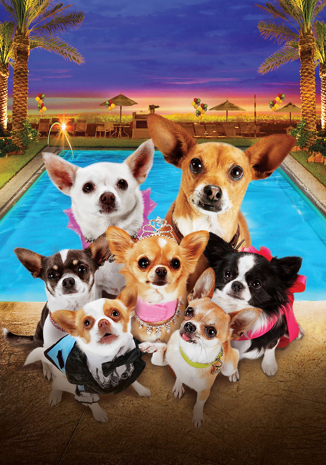 Beverly Hills Chihuahua 3: Viva la Fiesta! still 6