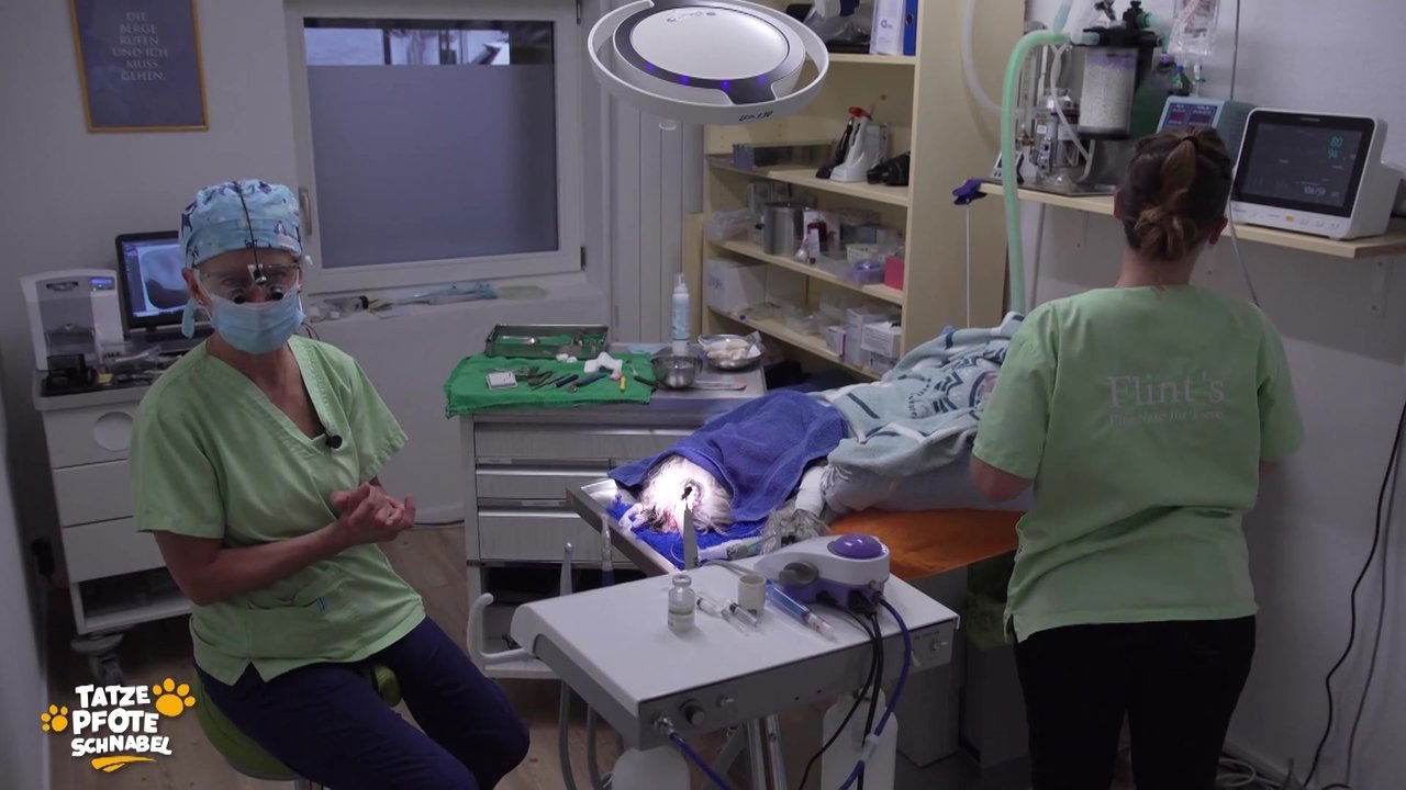 Tatze, Pfote, Schnabel - Season 1 Episode 21 : Episode 21