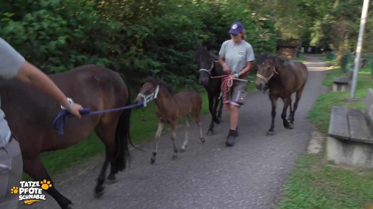 Tatze, Pfote, Schnabel - Season 2 Episode 19 : Episode 19