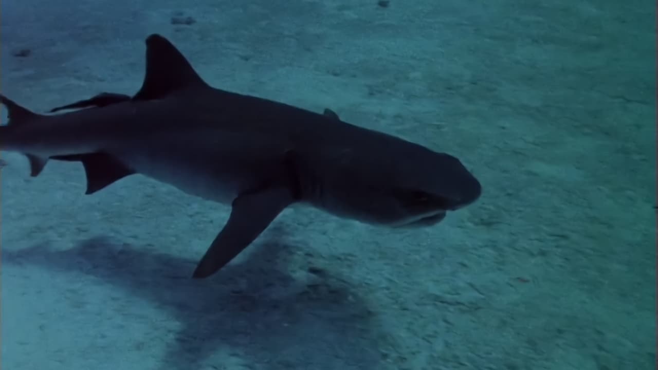 Scen från Sharks' Treasure