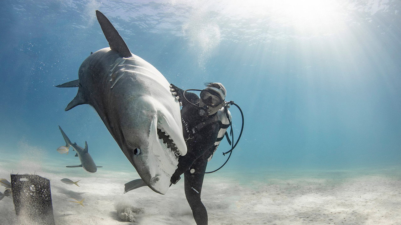 Backdrop Tiger Shark Beach