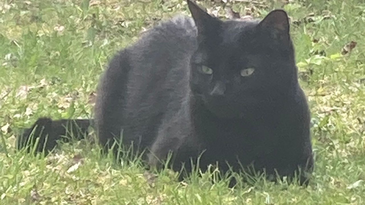 A Day in the Life of a Cat