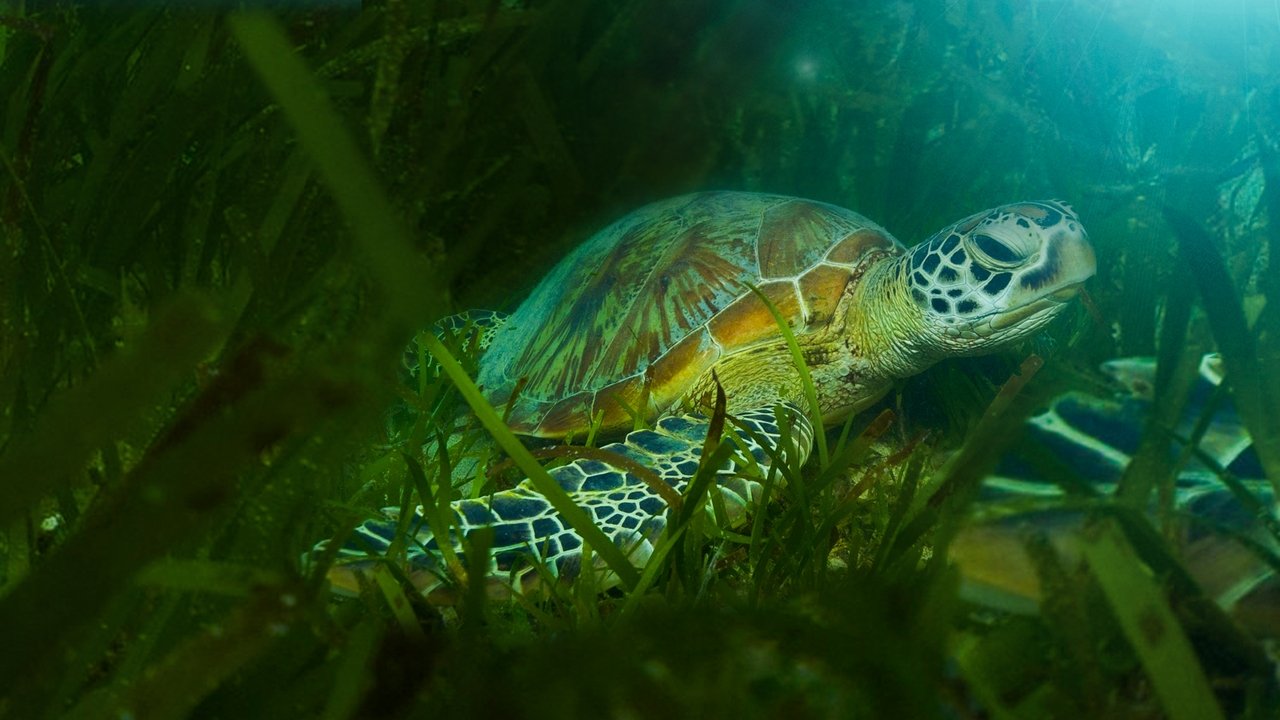 Great Barrier Reef