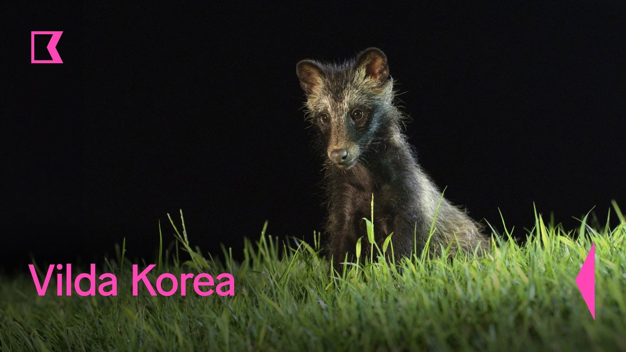 Wild Korea — still 4