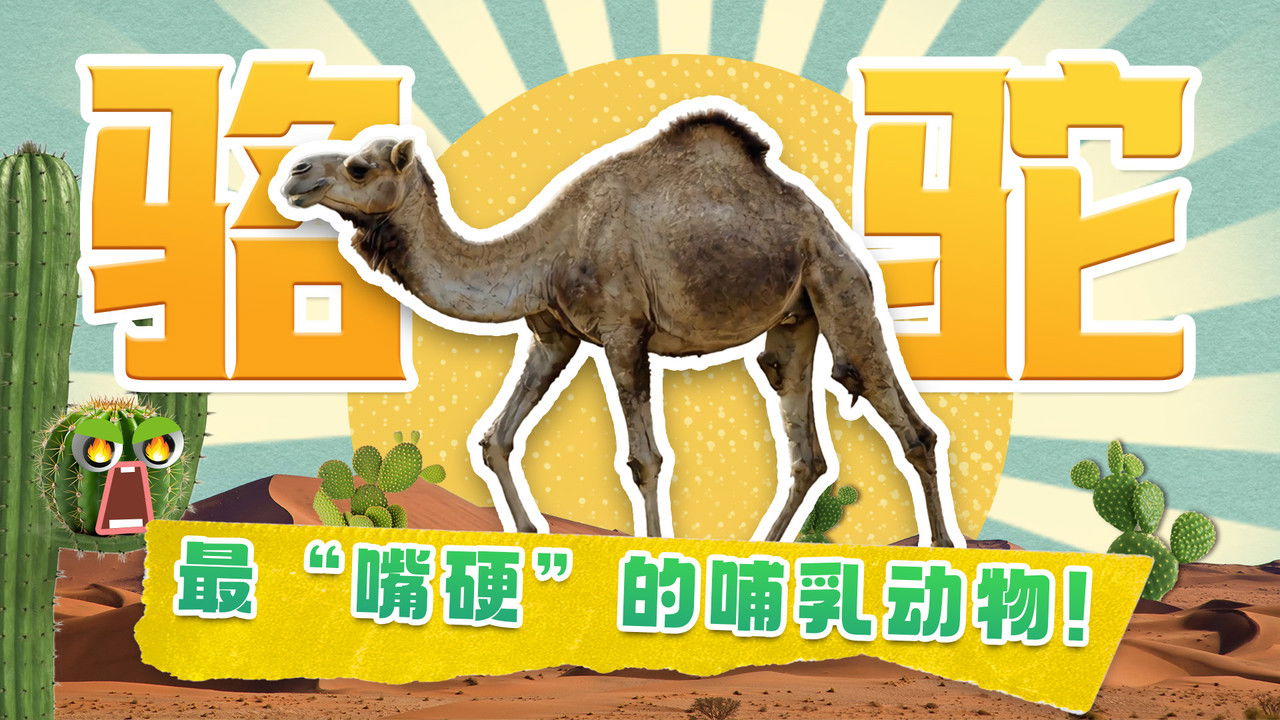 斑马百科探索 — Épisode 13