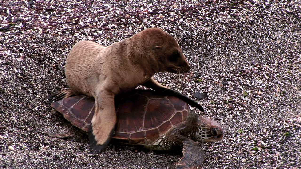 Seal Riding on a Turtle feat. Parry Gripp