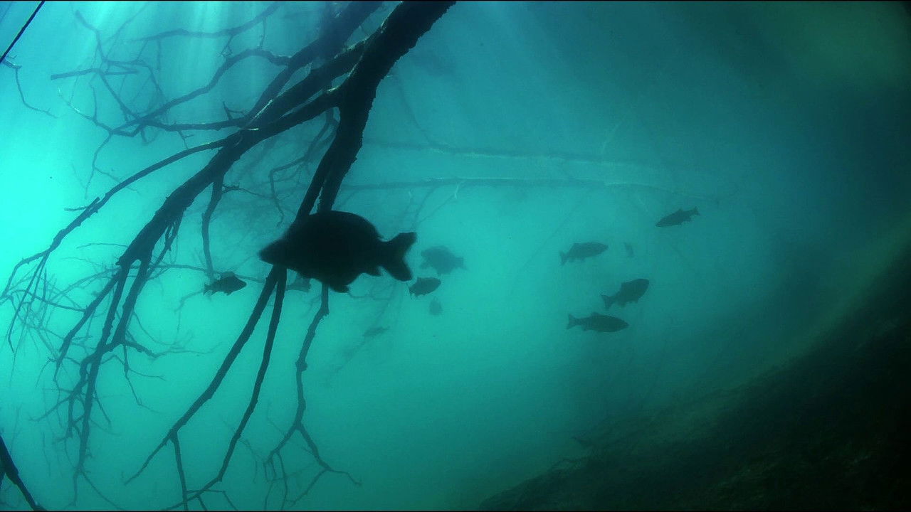 L'Allemagne sauvage — Épisode 1