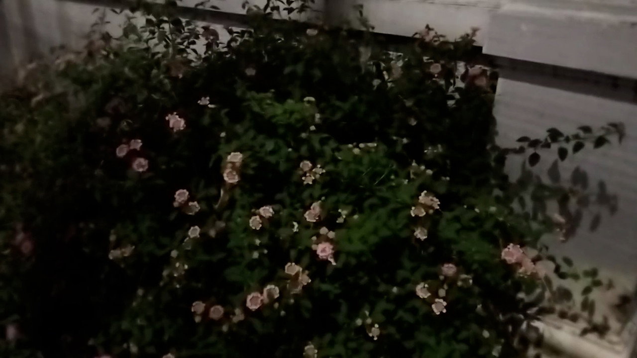 scenes 4