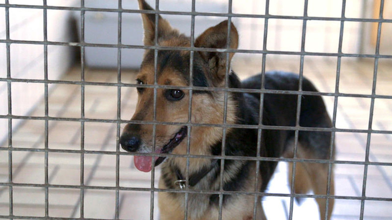 Die Unvermittelbaren - mit Martin Rütter — Épisode 1