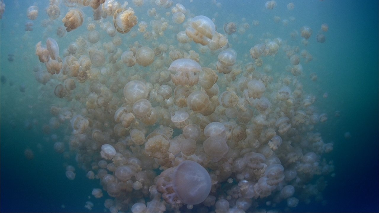 Cast and Crew of The Living Sea