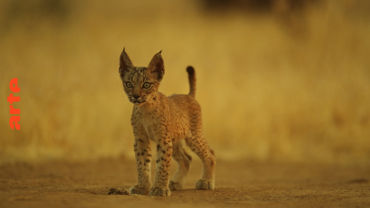 Chats et chiens sauvages background
