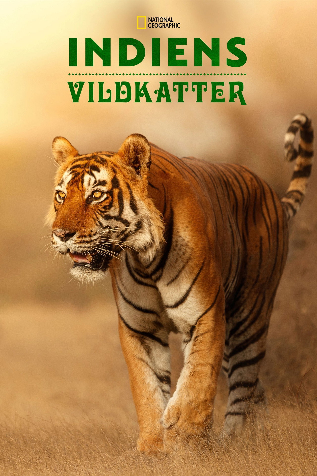 Wild Cats of India affisch