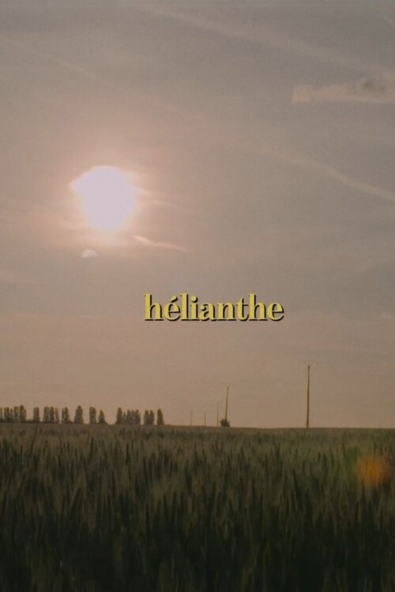 Hélianthe