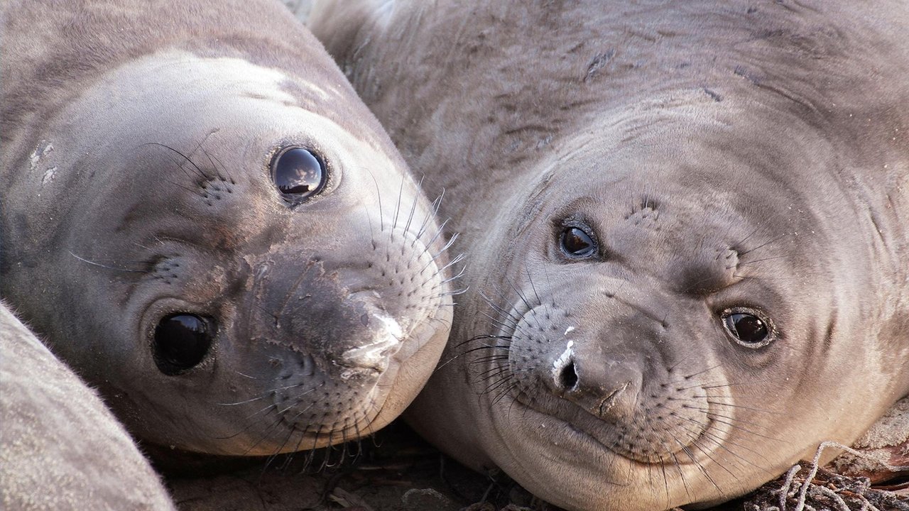 Nature - Season 40 Episode 6 : Animals with Cameras 01: Oceans