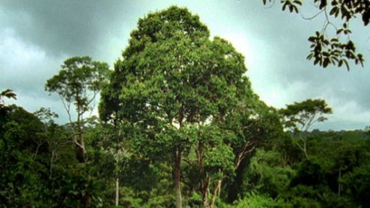 Nature - Season 23 Episode 11 : Deep Jungle: Monsters of the Forrest