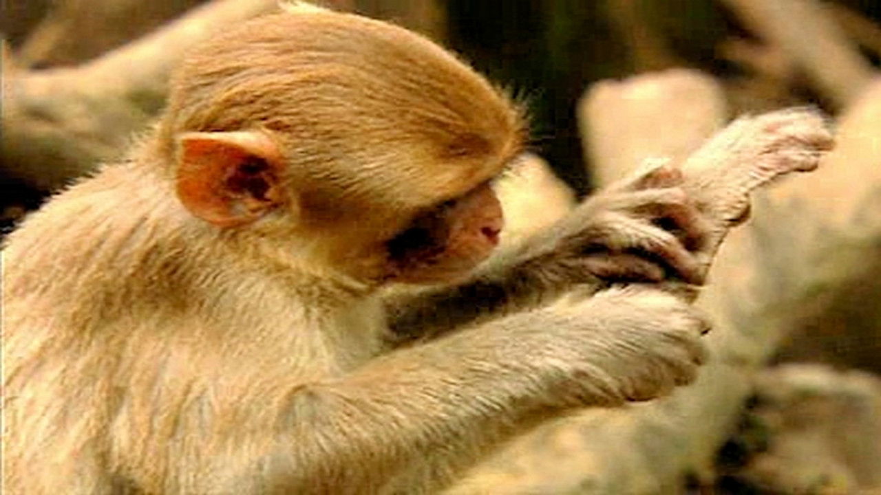 Animaux trop humains — Langage animal