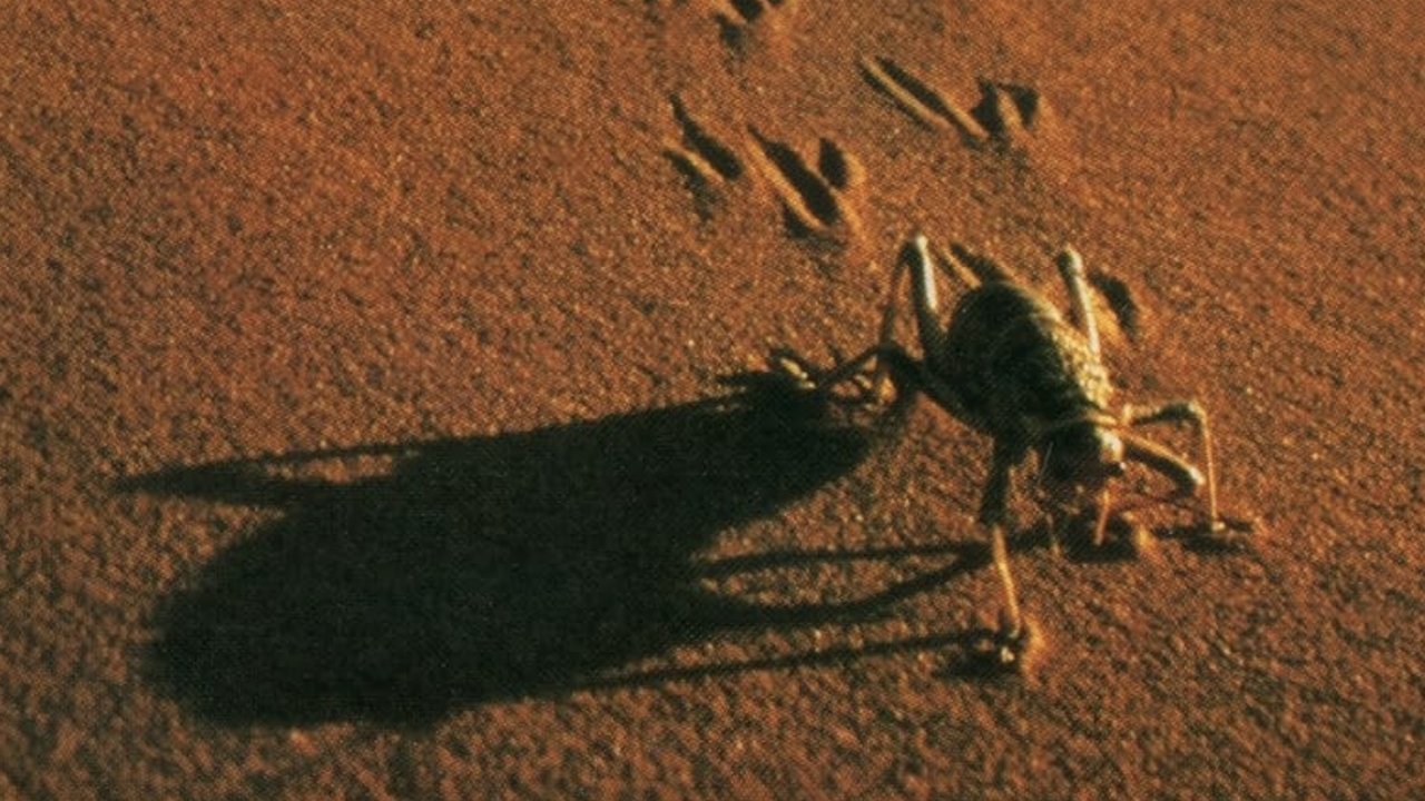 The Living Sands of Namib Backdrop Image