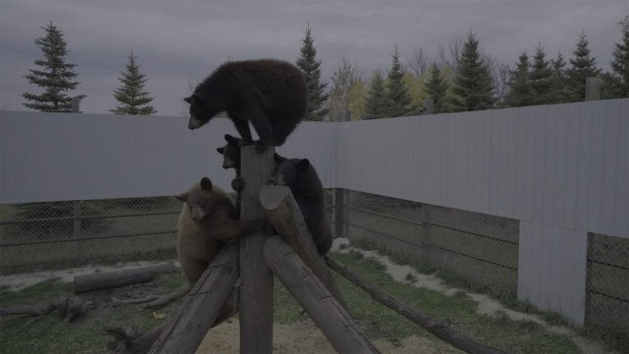 Cub Camp — Épisode 6