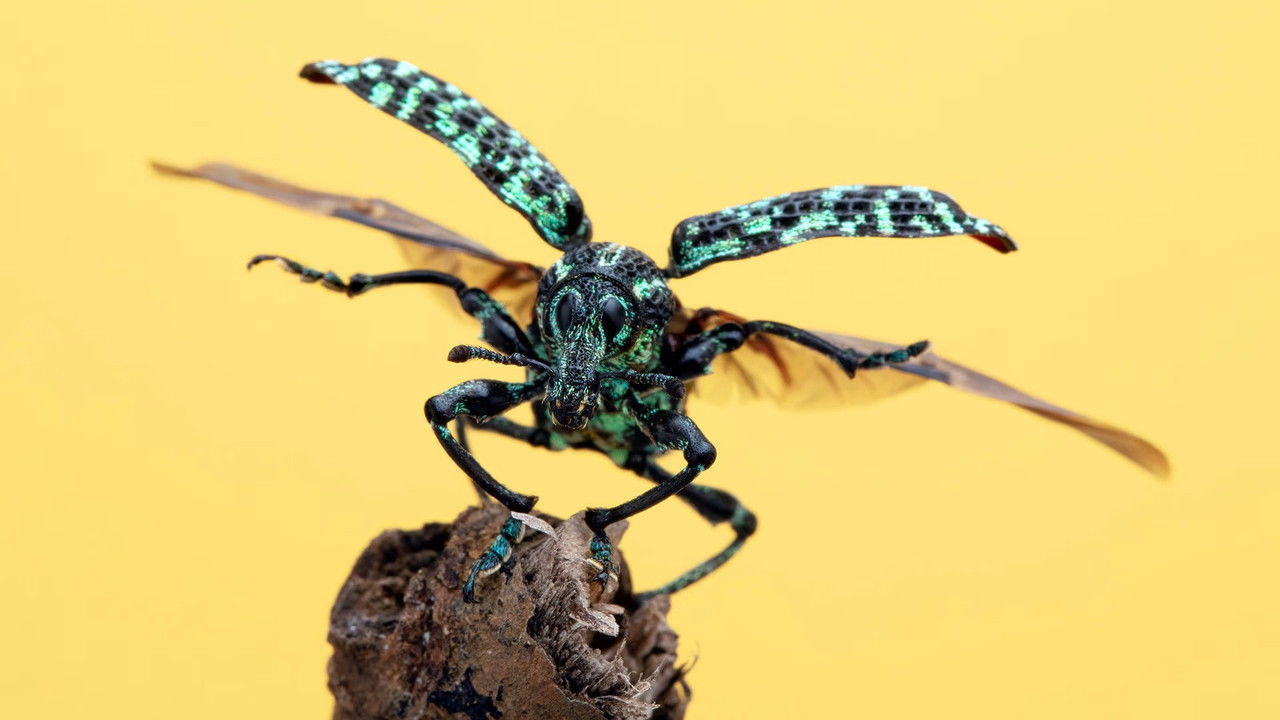 1001 vraies pattes — Héros miniatures en Australie