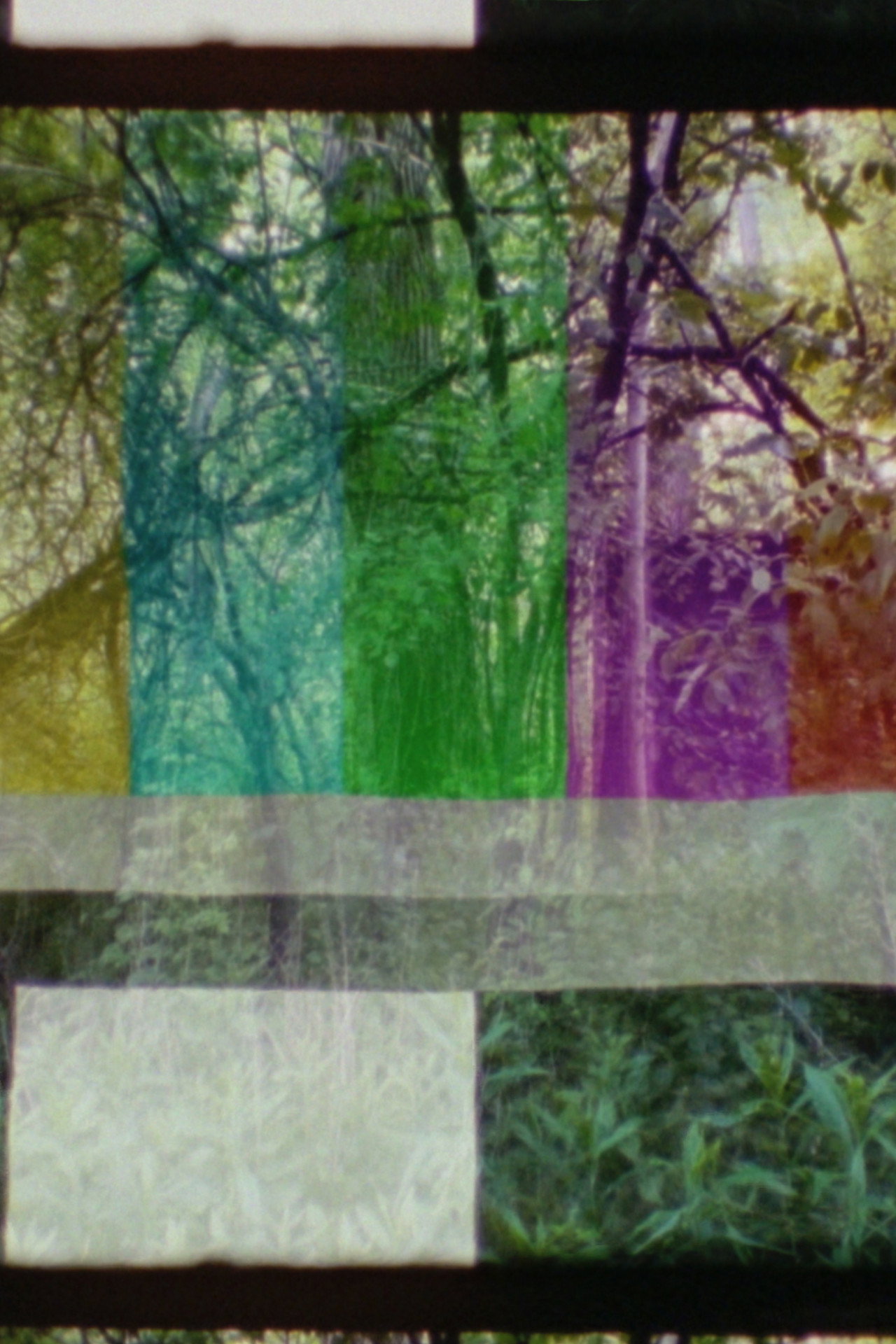 SMPTE FOREST filmaffisch