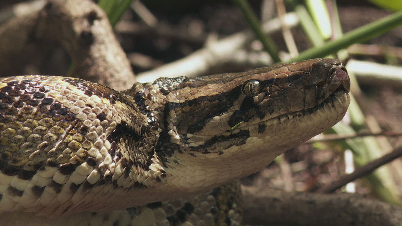 Swamp People: Serpent Invasion — Épisode 6