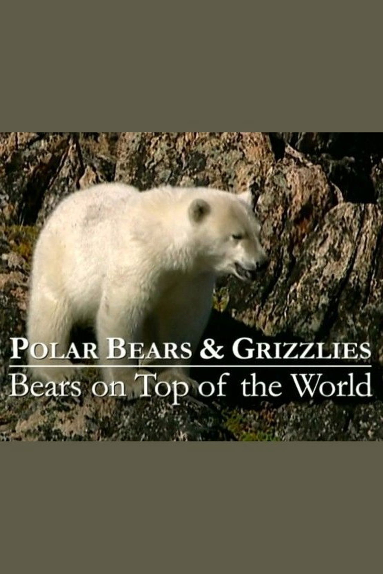 Polar Bears & Grizzlies: Bears on Top of the World Backdrop