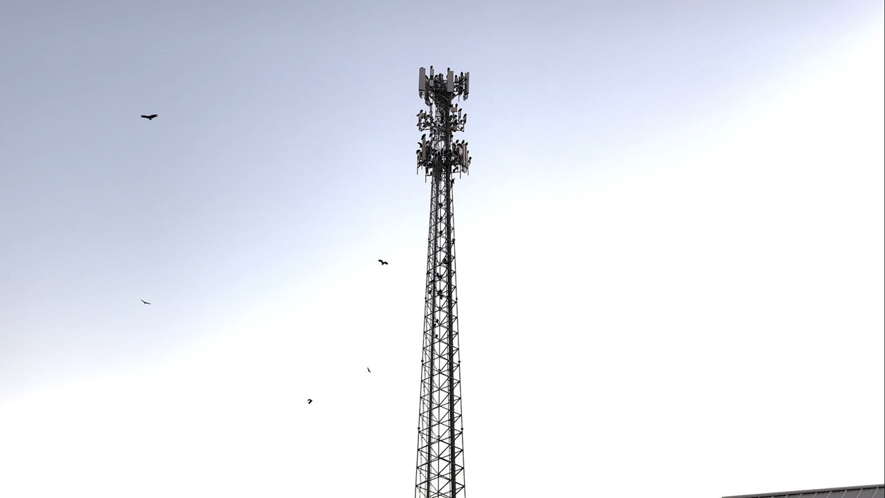 BIRDS ARE DRONES AND THEY CHARGE ON POWERLINES