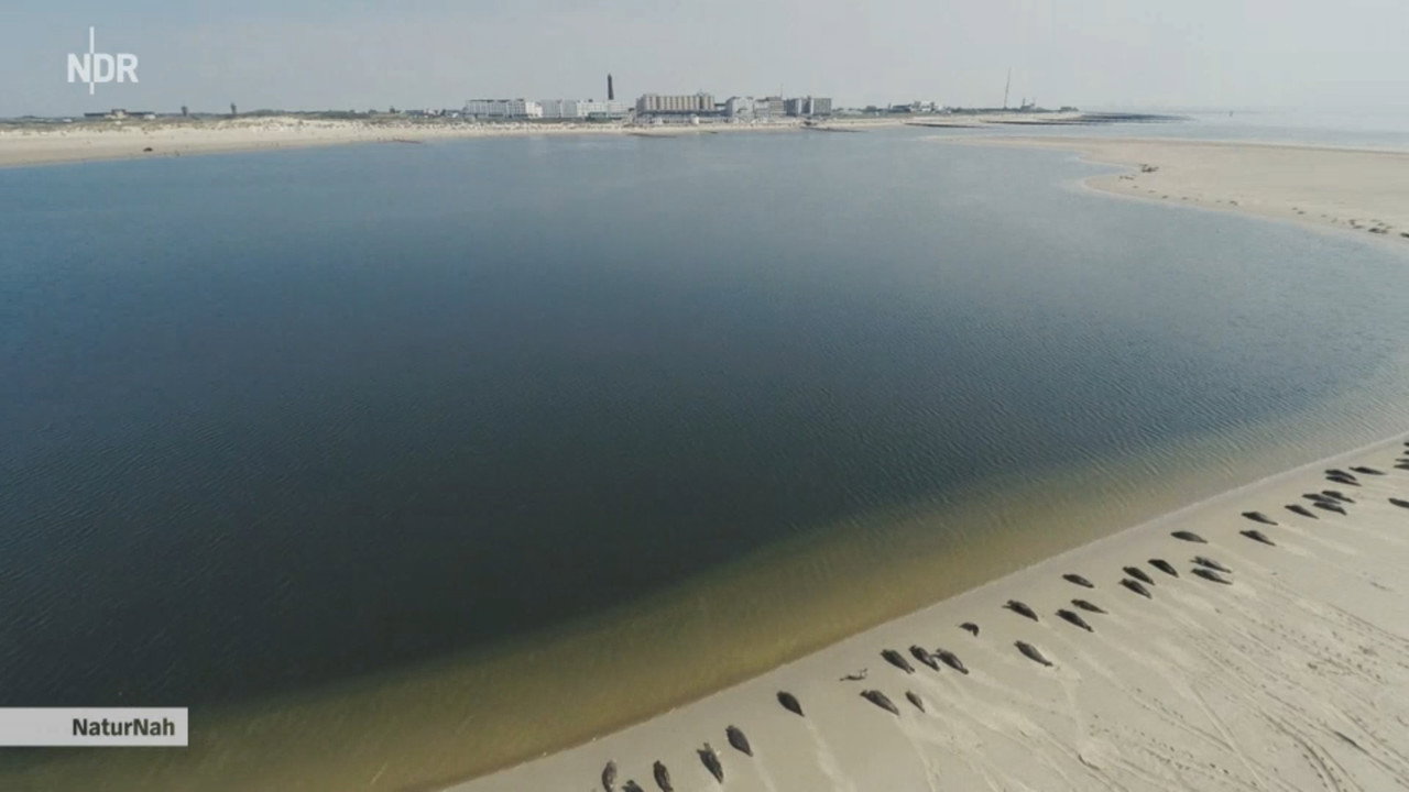 Backdrop for Wildes Borkum
