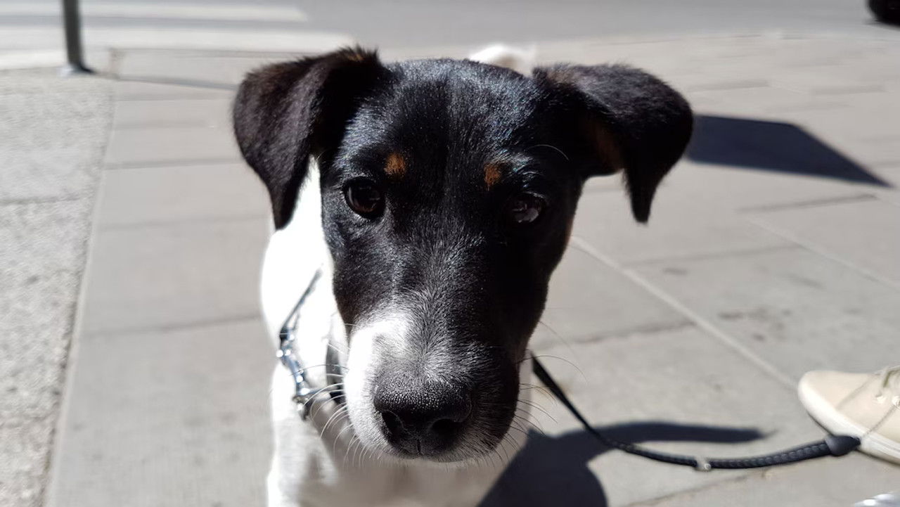 Mitt liv som valp — Épisode 4