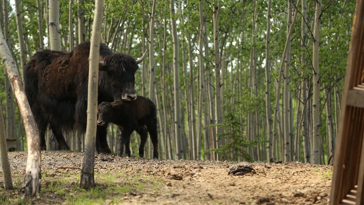 Yak Attack