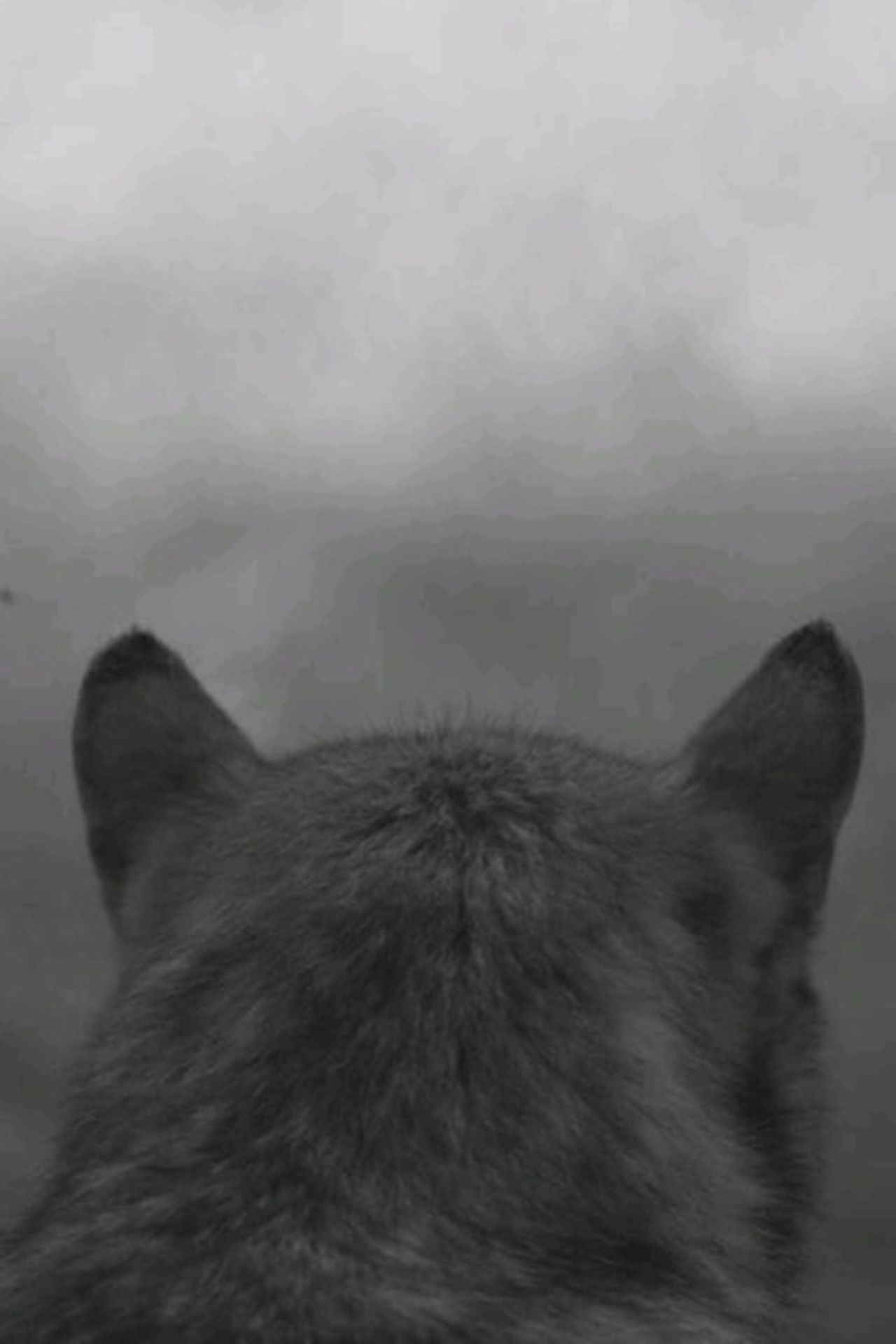 From the Mountain Backdrop