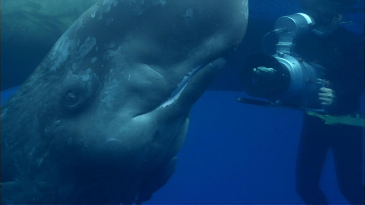 Nature - Season 30 Episode 9 : Ocean Giants: Deep Thinkers