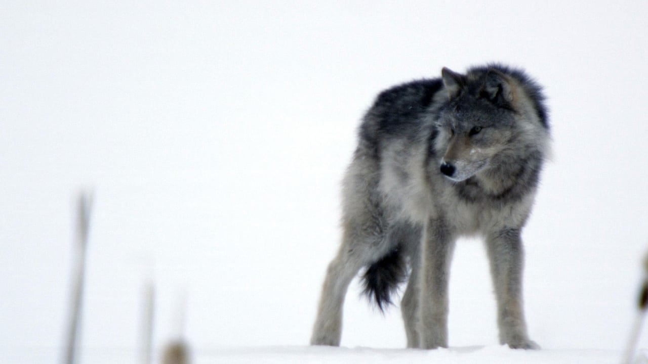 Nature - Season 31 Episode 8 : Cold Warriors: Wolves and Buffalo