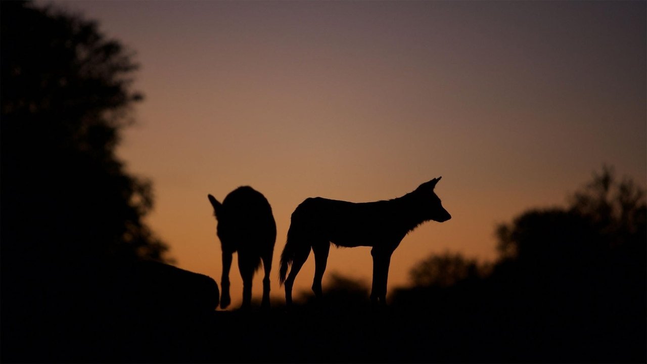 Nature - Season 37 Episode 5 : Dogs in the Land of Lions