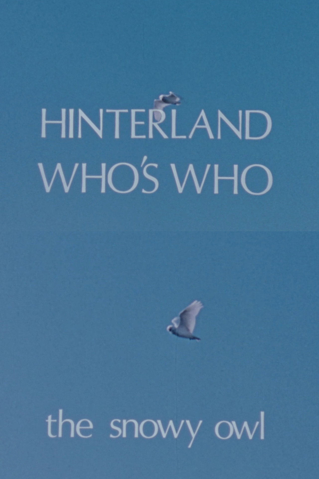 Hinterland Who's Who: The Snowy Owl Backdrop