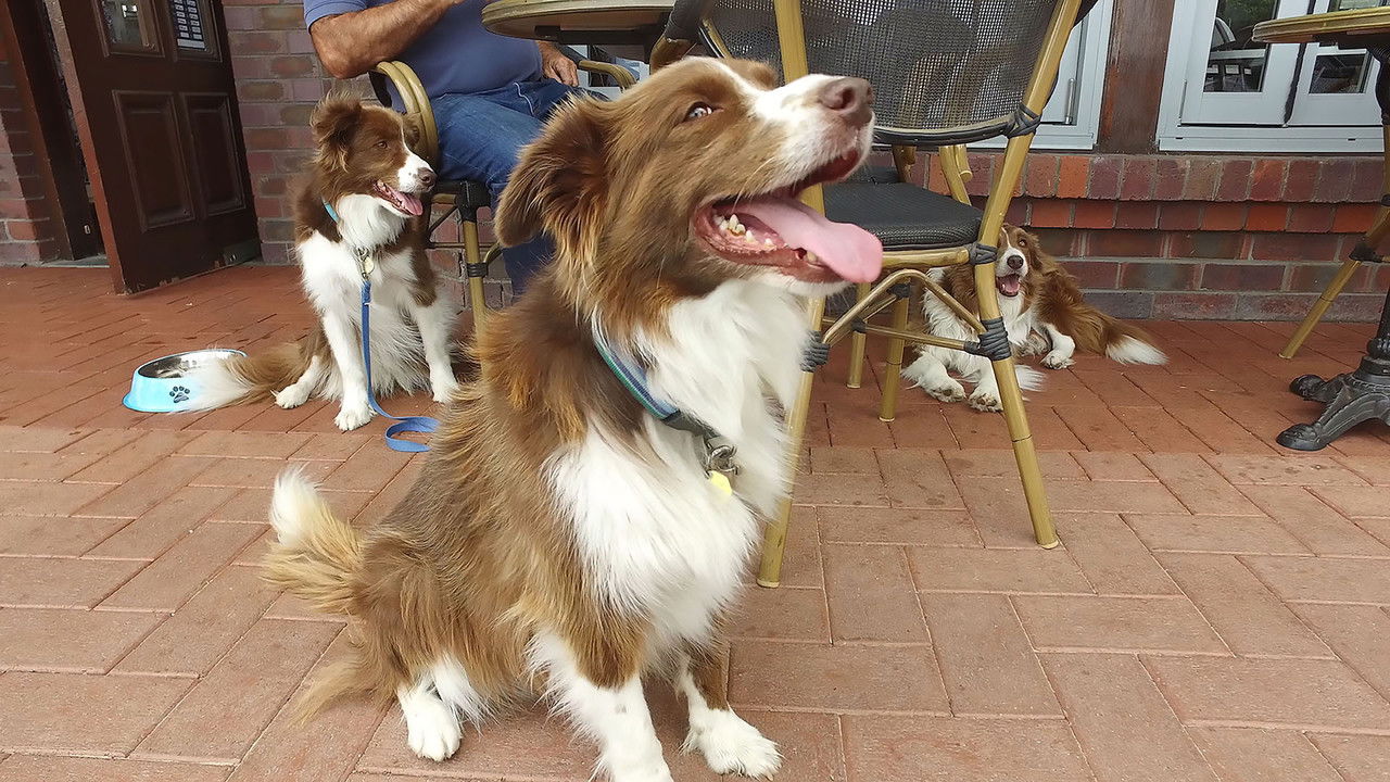 Top Jobs for Dogs — Épisode 9