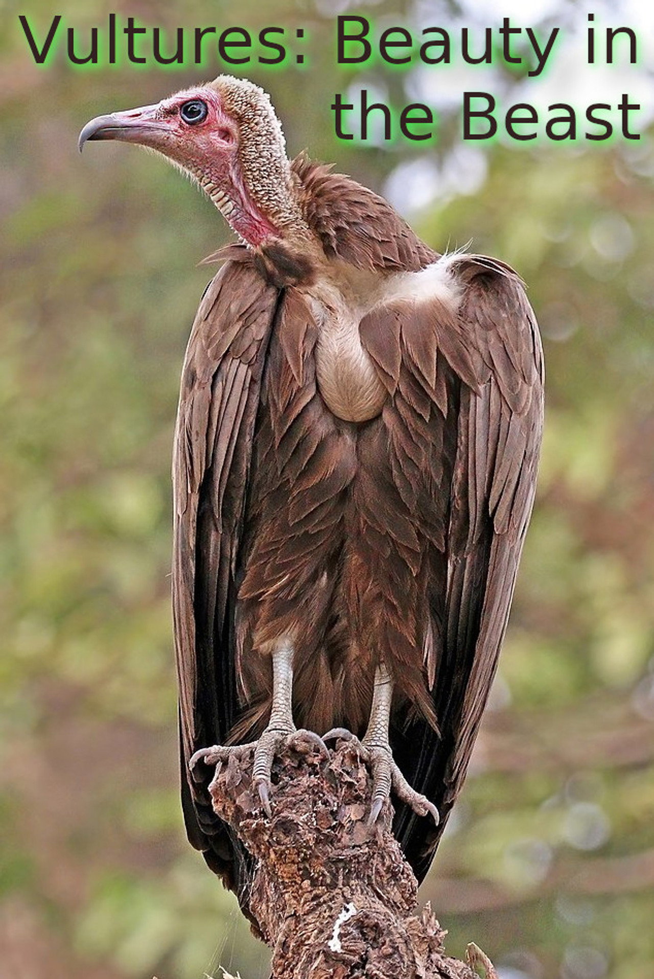 Vultures: Beauty in the Beast filmaffisch