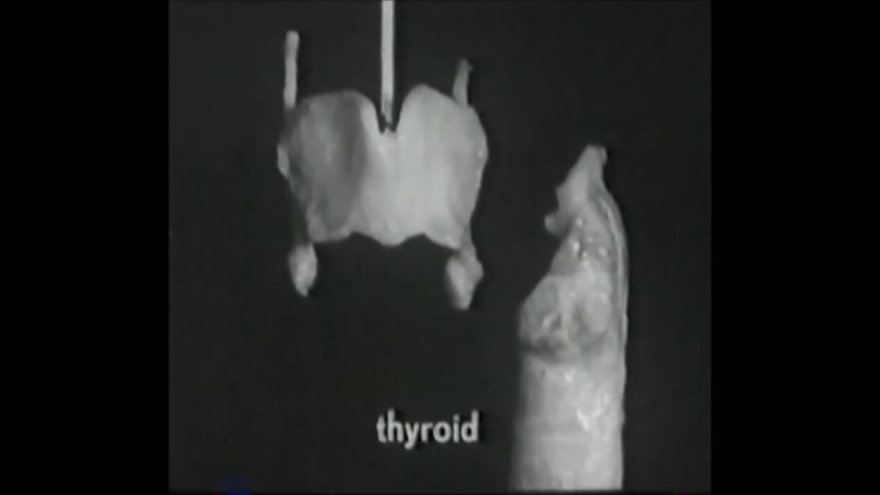 Voice Production: The Vibrating Larynx Backdrop