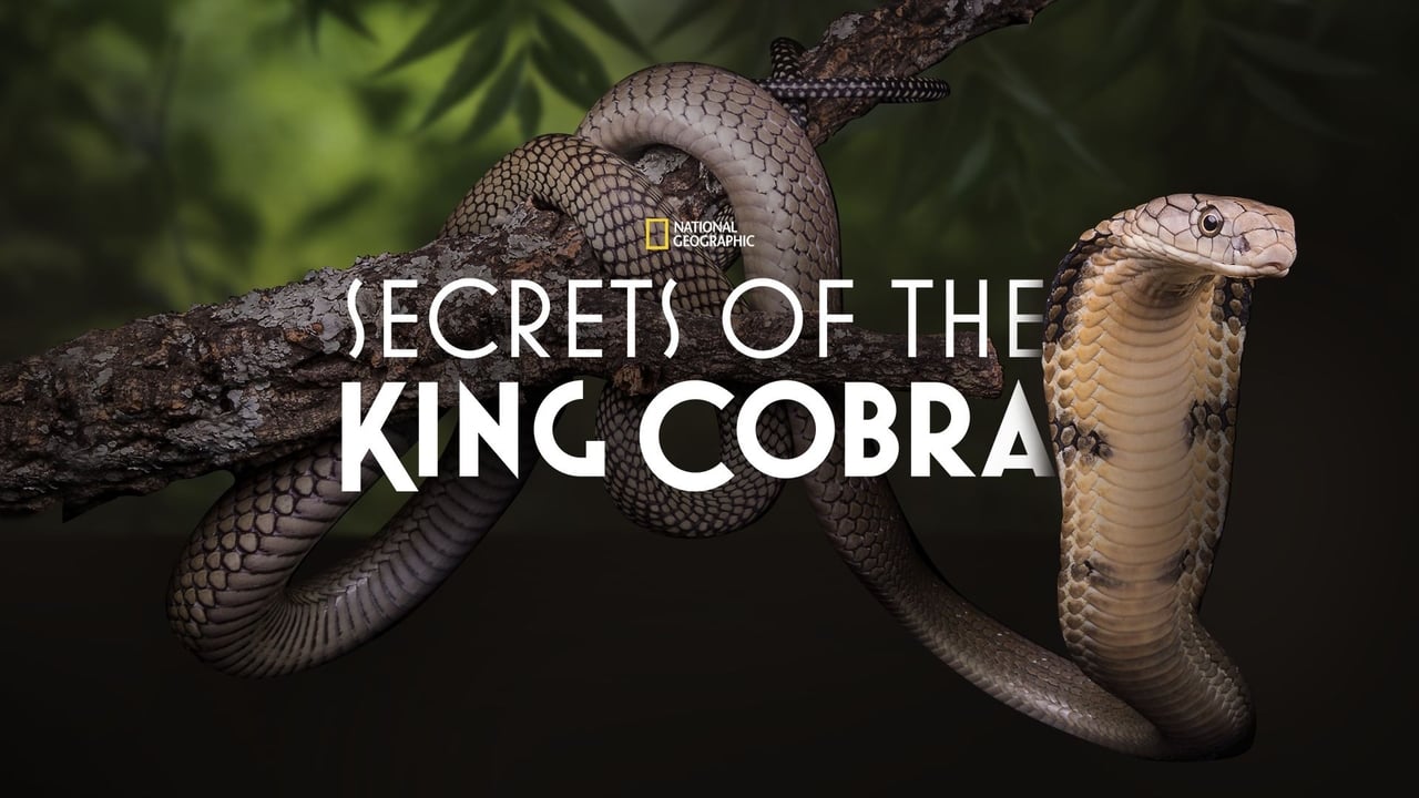 Secrets of the King Cobra background