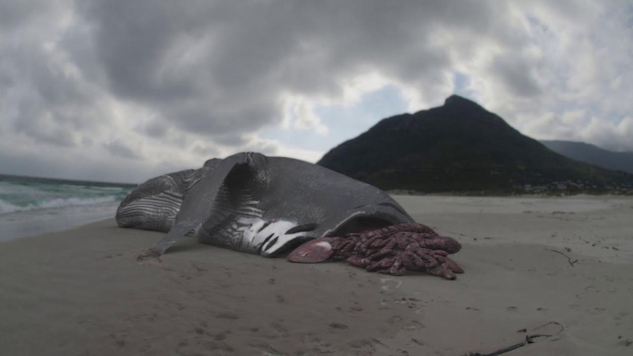 Cast and Crew of Megalodon: The Monster Shark Lives