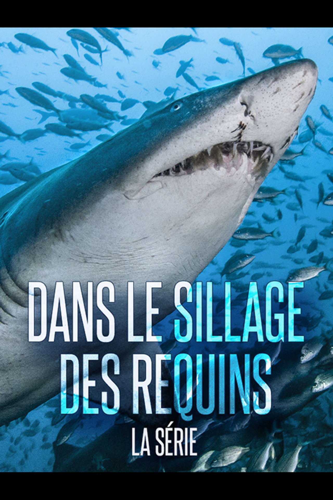 Dans le sillage des requins - La Vie secrète filmaffisch