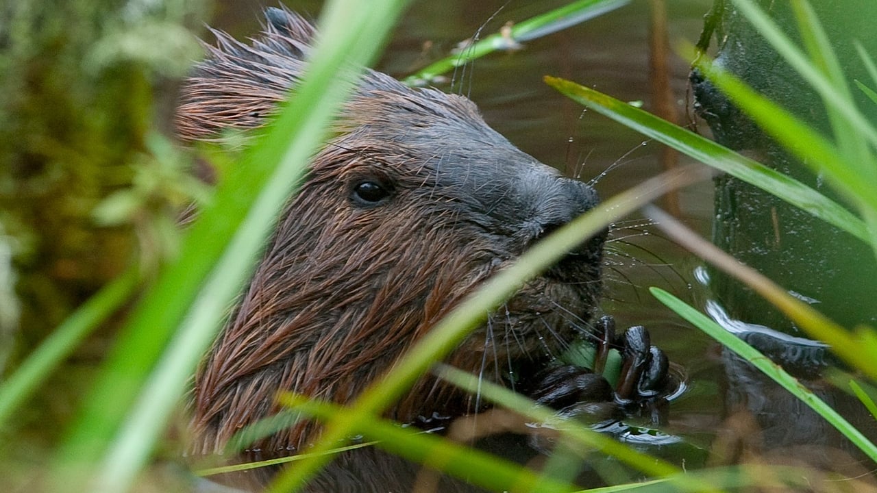 Nature - Season 32 Episode 11 : Leave It to Beavers