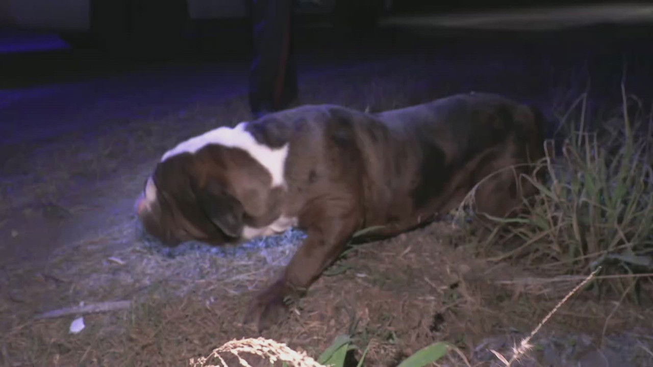 Live PD: Greatest Shifts — Épisode 18